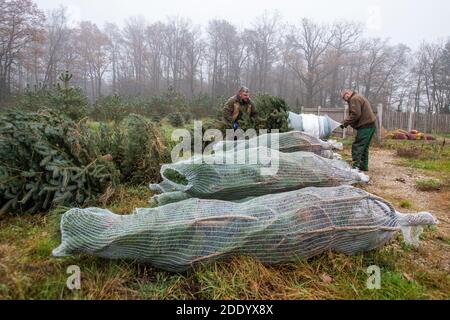 Des forestiers de la ville de Hradec Kralove ont coupé des arbres de Noël pour le marché tchèque près de Hradec Kralove, République tchèque, le 27 novembre 2020. (CTK photo/David Tanecek) Banque D'Images