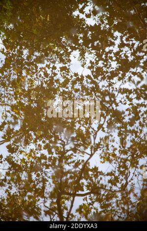 Le feuillage de l'arbre se reflète dans le puddle Banque D'Images