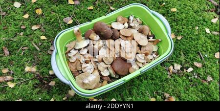 Un panier de champignons fraîchement cueillis se trouve dans l'herbe. Banque D'Images