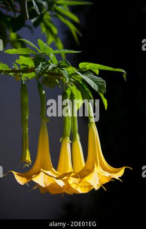 Anges trompette (Brugmansia suaveolens) sur fond sombre Banque D'Images