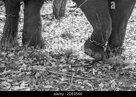 Éléphant d'Asie (Elepha maximus) Travaillez comme une patrouille de tigre dans les parcs nationaux de l'Inde Banque D'Images