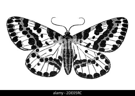 Illustration de papillon (Abraxas grossulariata) en coupe de bois imprimée en noir Banque D'Images