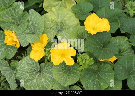 Feuilles et fleurs de potiron. Jardin potager d'été. Banque D'Images