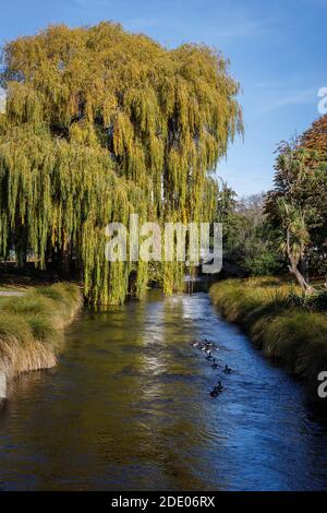 La rivière Avon avec saule de pleurnichant, Salix Chrysocoma, Christchurch, Nouvelle-Zélande. Banque D'Images