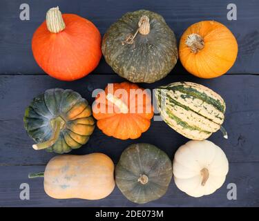 Pumpkins et squashes collection automnale colorée sur fond de bois. Banque D'Images