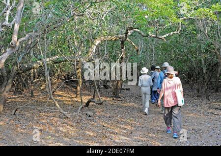 Un petit groupe de touristes suit un guide de la faune dans la forêt tropicale pour en apprendre plus sur les arbres et la faune Dans les terres humides d'UN Pousa Banque D'Images