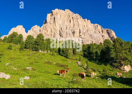 Vue sur les montagnes et les vaches de pâturage dans le col de Sella, Alpes Dolomites , Trentin-Haut-Adige du Tyrol du Sud, Italie, Europe Banque D'Images