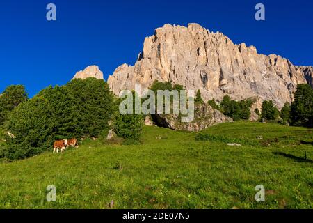 Vue sur les montagnes et les vaches de pâturage dans le col de Sella, Alpes Dolomites , Trentin-Haut-Adige du Tyrol du Sud, Italie, Europe Banque D'Images