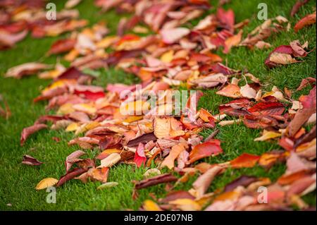 Feuilles d'automne rouges et dorées sur le sol. Banque D'Images