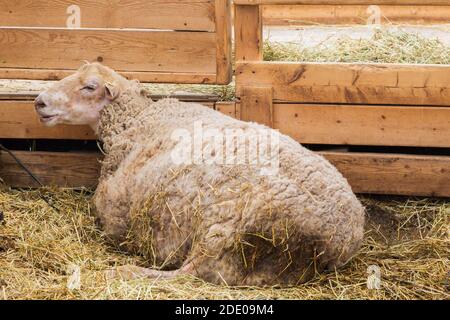 Arcott Rideau agneau en plume de mouton est élevé et élevé pour la viande. Banque D'Images