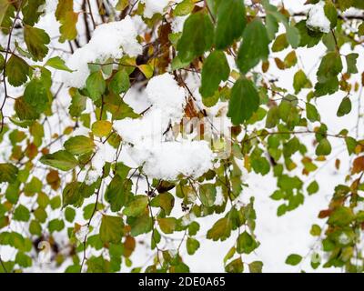 la première neige coule sur des branches vertes dans le parc de la ville le jour d'automne froid (accent sur la chasse à la neige au premier plan) Banque D'Images