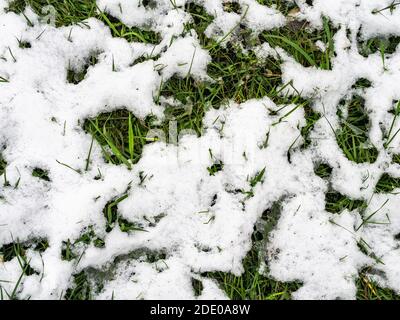 vue de dessus de l'herbe verte enneigée par la première neige le jour de l'automne Banque D'Images