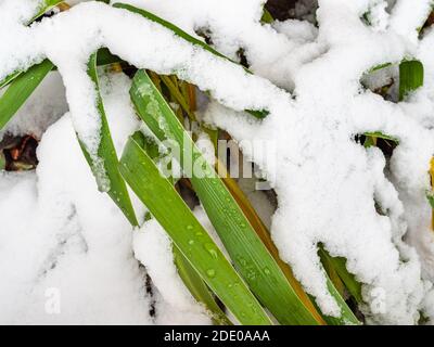 les feuilles vertes du jardin plantent de la neige, couvertes par la première neige avec des gouttes d'eau gros plan le jour de l'automne (mise au point sur la feuille verte supérieure) Banque D'Images
