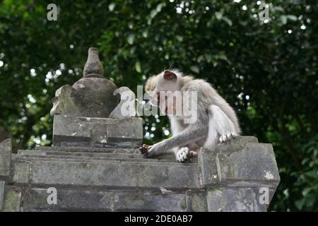 Singes dans la forêt de singes d'Ubud, Pura Dalem Agung Padangtegal, Padangtegal, Ubud, Bali, Indonésie Banque D'Images