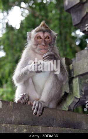 Singes dans la forêt de singes d'Ubud, Pura Dalem Agung Padangtegal, Padangtegal, Ubud, Bali, Indonésie Banque D'Images
