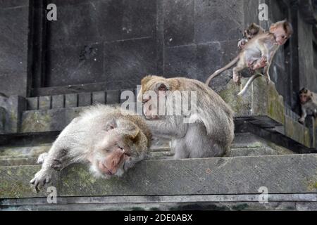 Singes dans la forêt de singes d'Ubud, Pura Dalem Agung Padangtegal, Padangtegal, Ubud, Bali, Indonésie Banque D'Images