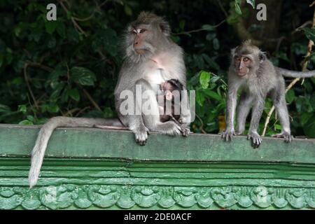 Singes dans la forêt de singes d'Ubud, Pura Dalem Agung Padangtegal, Padangtegal, Ubud, Bali, Indonésie Banque D'Images