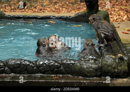 Piscine de singes dans le temple de Bukit Sari, forêt de singes de Sangeh, Bali, Indonésie Banque D'Images