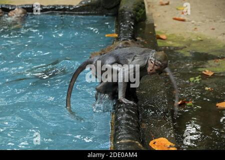 Piscine de singes dans le temple de Bukit Sari, forêt de singes de Sangeh, Bali, Indonésie Banque D'Images