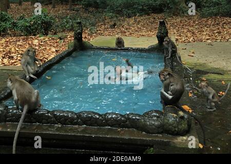 Piscine de singes dans le temple de Bukit Sari, forêt de singes de Sangeh, Bali, Indonésie Banque D'Images