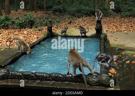 Piscine de singes dans le temple de Bukit Sari, forêt de singes de Sangeh, Bali, Indonésie Banque D'Images