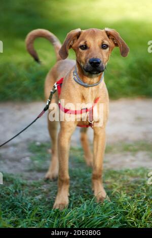 Jeune chien demi-race adopté regardant directement dans la caméra tout en explorant le parc après avoir été abandonné dans un abri pour chiens Banque D'Images