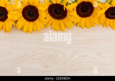 Tournesols dans une rangée au sommet sur fond de bois Banque D'Images