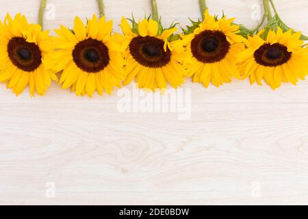 Tournesols dans une rangée au sommet sur fond de bois Banque D'Images