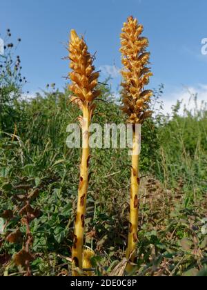 Le broomcolza (Orobanche elatior) a des pointes de fleurs avec une souche de son hôte, la plus grande Knapweed (Centaurea scabiosa) en arrière-plan, Wiltshire, Royaume-Uni. Banque D'Images