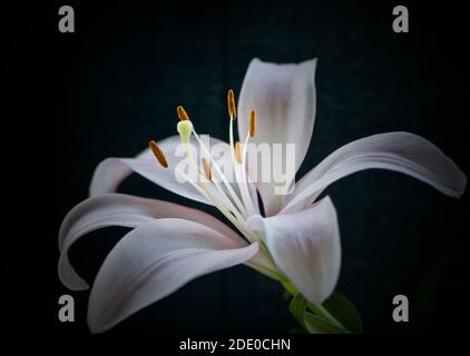 Stargazer Lily sur fond noir Banque D'Images