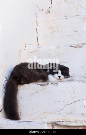 Chat noir et blanc errant dormant sur des marches en face de la maison, ville de Mykonos, île de Mykonos, Grèce Banque D'Images