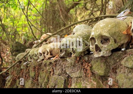 Crânes dans un cimetière du village de Trunyan, lac Batur, Bali, Indonésie Banque D'Images