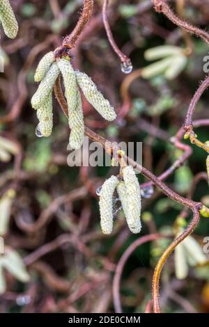 Des chatons à la fin de l'automne sur un arbre à noisette torsadé, Corylus avellana 'contorta'. Banque D'Images