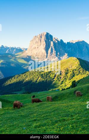 Bétail dans les Dolimites italiennes des montagnes Alp. Cela a été pris sur Seceda Banque D'Images