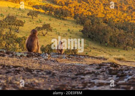 Deux singes gelada (Theropithecus gelada) se regardant l'un à l'autre Banque D'Images