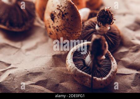 Les champignons sauvages de la forêt sont sur le papier artisanal Banque D'Images