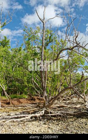 Arbre mort, racines, branches, tronc fin, sol de galets, arrière-plan d'arbres verts, nature, Parc national des Everglades; Floride; Flamingo; FL; automne Banque D'Images