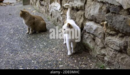 Les chats de la rue abandonnée, la violence envers les animaux, de tristesse Banque D'Images