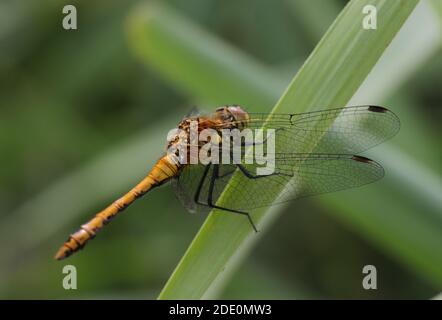 Ruddy darter, femme Banque D'Images