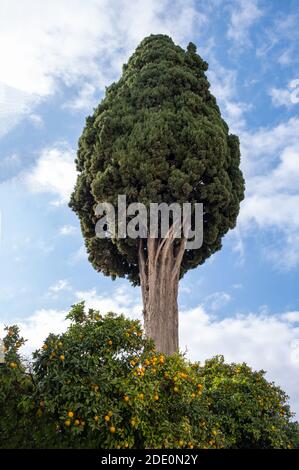 Vieux grand cyprès sur fond bleu ciel nuageux, vue de dessous. Grand conifères sur l'orange aigre à Plaka Athènes, Grèce Banque D'Images