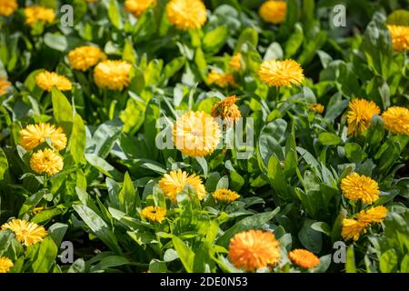 Fond floral Marigold en fleurs. Fleurs de couleur jaune orange, herbe de calendula, médecine naturelle. Banque D'Images