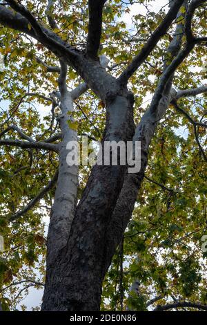 Planier, oriental platanus vue de dessous, automne. Feuilles vertes avec taches jaunes et ciel nuageux Banque D'Images
