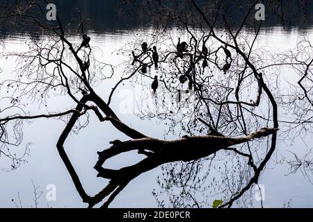 cormorans sur un arbre dans un lac Banque D'Images