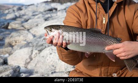 Une truite arc-en-ciel d'Eagle Lake fraîchement pêchée et prête à être libérée. L'image a été prise au camp de jeunes du comté de Lassen, à Eagle Lake, dans le nord de l'État de Californie Banque D'Images