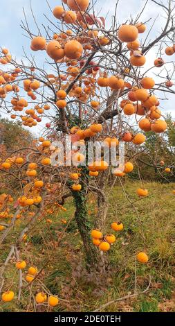 Persimmon diospyros kaki avec des fruits orange doux à l'automne. Banque D'Images