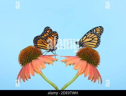 Deux papillons monarques face à face sur des fleurs coniques face à face, tiges commençant au même endroit. Arrière-plan bleu clair avec espace de copie. Banque D'Images