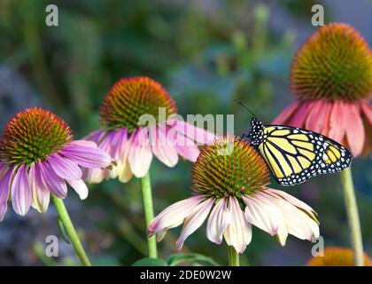 Papillon monarque sur fleur de couleur pastel dans jardin de fleurs. Banque D'Images