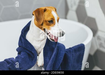 Adorable chiot Jack Russell Terrier avec une serviette bleue dans la salle de bains. Portrait d'un petit chien. Banque D'Images