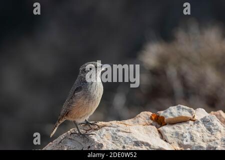 Rock Wren, Salpinctes obsoletus, recherche d'insectes le long du bord de Devil Canyon surplombent dans le terrain de jeux national de Bighorn Canyon, près de Lovell, Banque D'Images