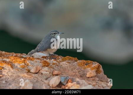 Rock Wren, Salpinctes obsoletus, recherche d'insectes le long du bord de Devil Canyon surplombent dans le terrain de jeux national de Bighorn Canyon, près de Lovell, Banque D'Images